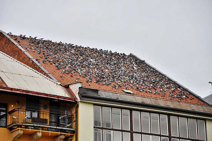 A2B Pest Control are able to install spikes to deter birds from roofs in Worcester Park. 