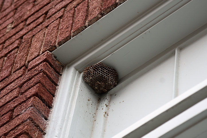 We provide a wasp nest removal service for domestic and commercial properties in Worcester Park.